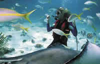 beaches diving